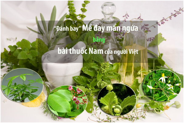Bài thuốc Nam của người Việt “đánh bay" mề đay mẩn ngứa trong tích tắc