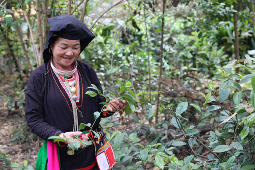 Trăn trở nghề trồng thuốc Nam ở Ba Vì