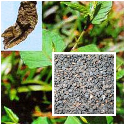 Bài thuốc trị chứng hiếm muộn ở nam giới