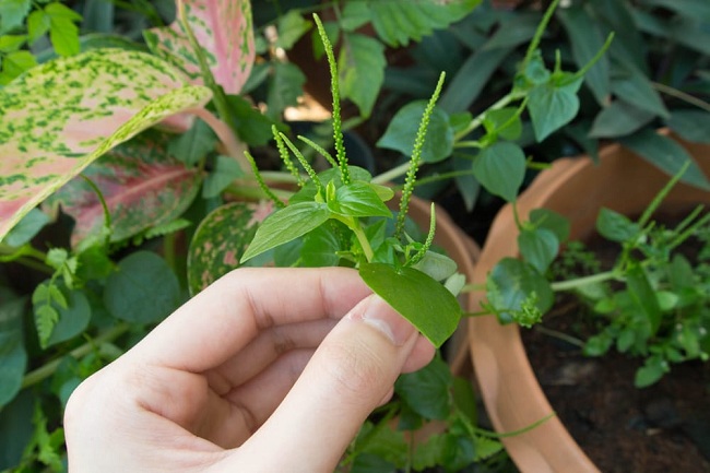 Rau càng cua - Bài thuốc nhiều tác dụng