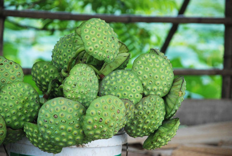 Bài thuốc phòng trị rong kinh rất hiệu quả