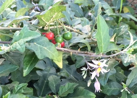 Dùng thuốc Nam rất tốt nhưng không biết điều này, bao nhiêu tiền rồi cũng ”đổ sông đổ bể”