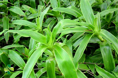 7 cây thuốc nam chữa bệnh dạ dày hiệu quả, tiết kiệm