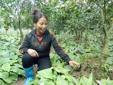 Trên treo cam, dưới trồng thuốc Nam, nếu làm thì có thu nhập kép