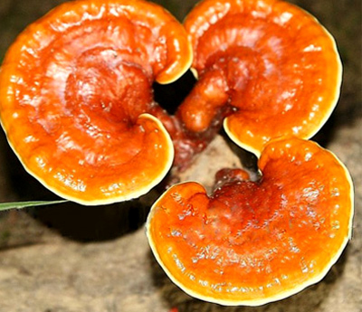 Linh chi - vị thuốc quý từ thiên nhiên