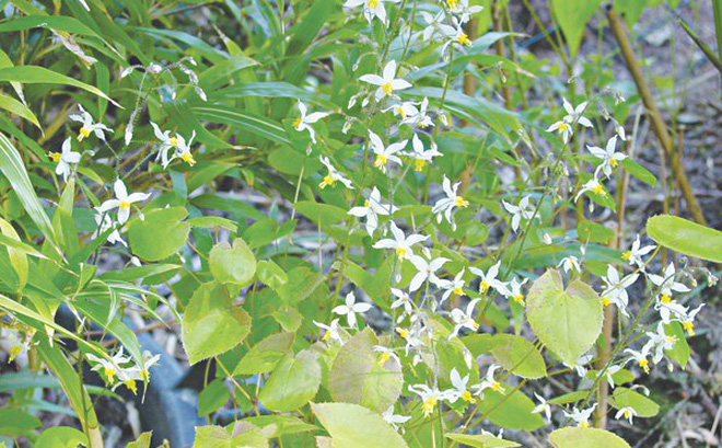 Dâm dương hoắc - thuốc bổ cho “bản lĩnh” đàn ông