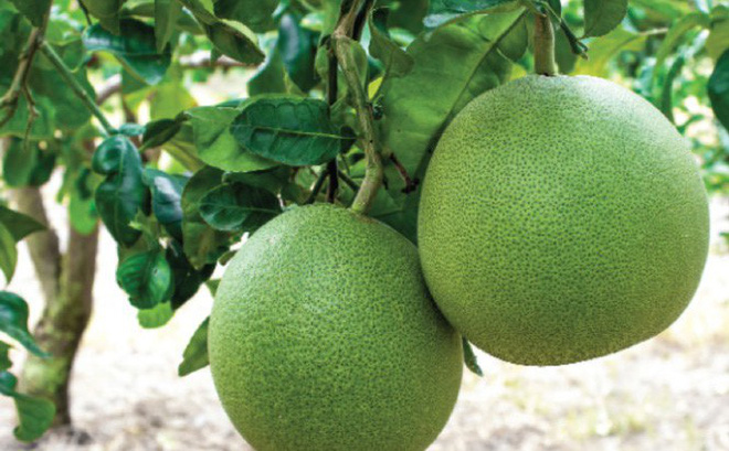 Bưởi - Thuốc quý chữa béo phì do ăn nhậu