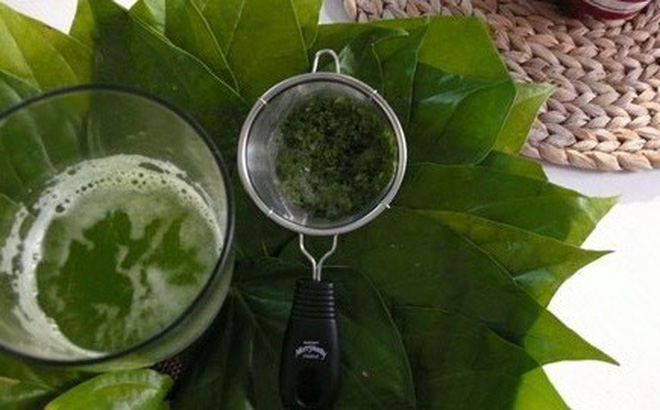 3 bài thuốc chữa đau răng từ lá lốt khỏi ngay trong 1 ngày