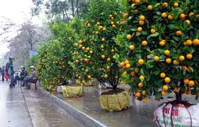 9 loại cây vừa trưng tết vừa có thể làm thuốc khi cấp bách   