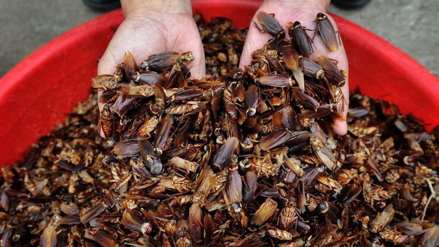 Nuôi gián làm thuốc chữa bệnh, kiếm hơn 15,5 nghìn tỷ đồng/năm